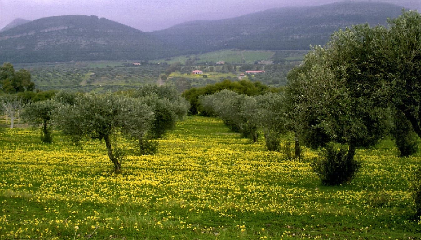 Olive trunks typical of inland plots.
